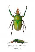 taurhina longiceps